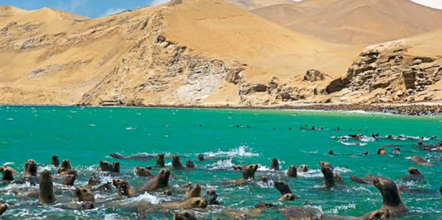 Turismo en Paracas tu viaje de Fin de semana – Peruvian Airlines