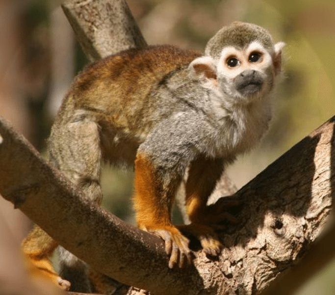 La Selva una Orquesta Mística