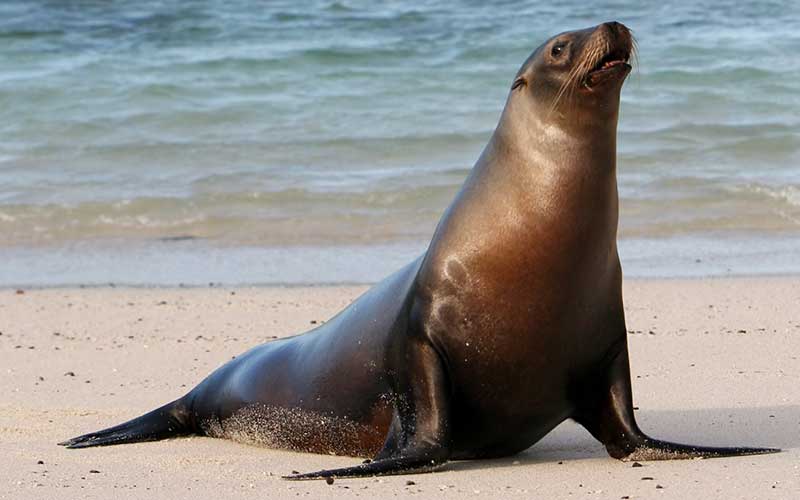 ¿Quieres visitar Islas ballestas?